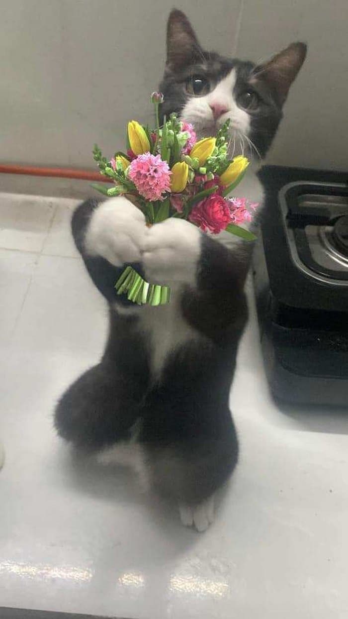 Chia sẻ hình ảnh mèo tặng hoa chế vui buồn cười