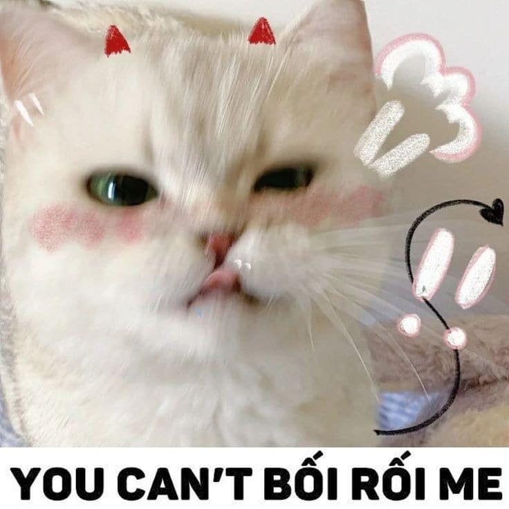 Hình Chế Meme Mèo Ngại Hài Hước