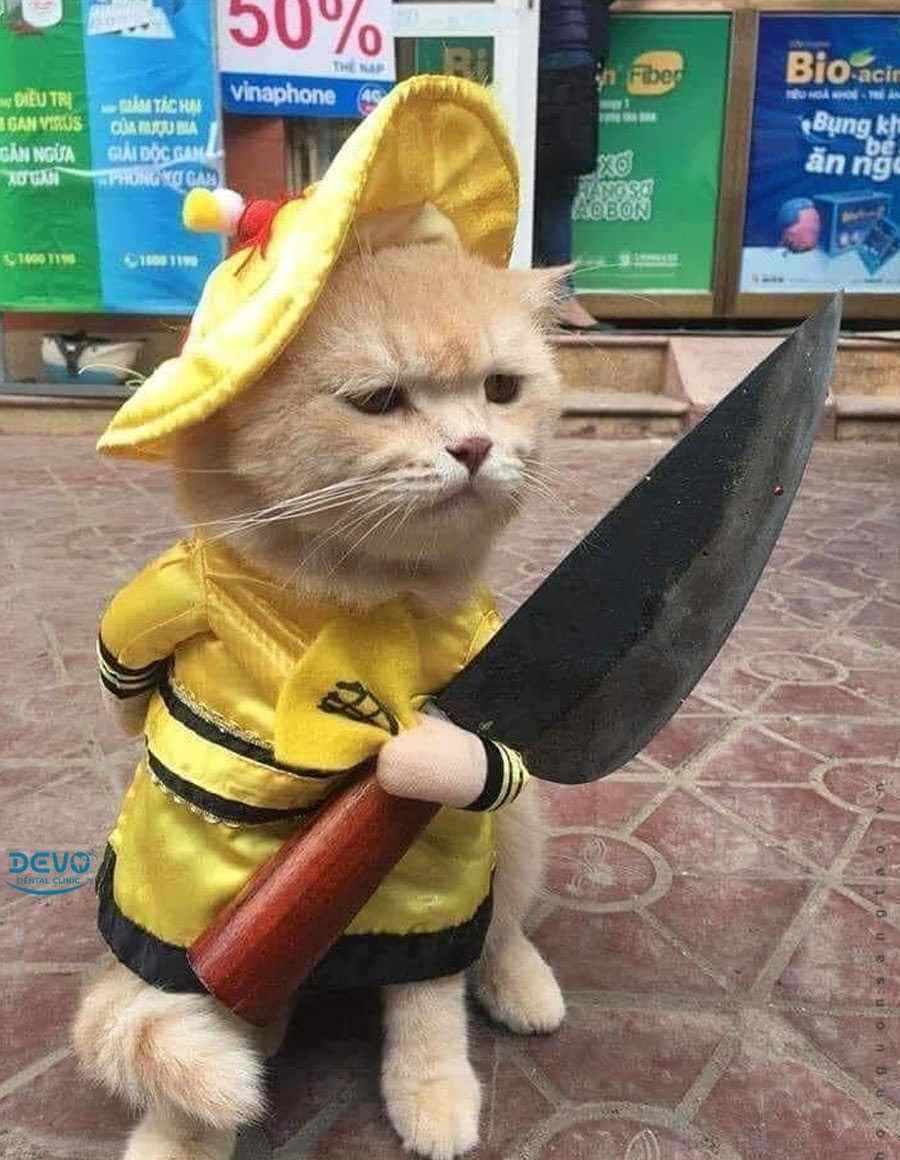 Hình ảnh con mèo cầm dao cute
