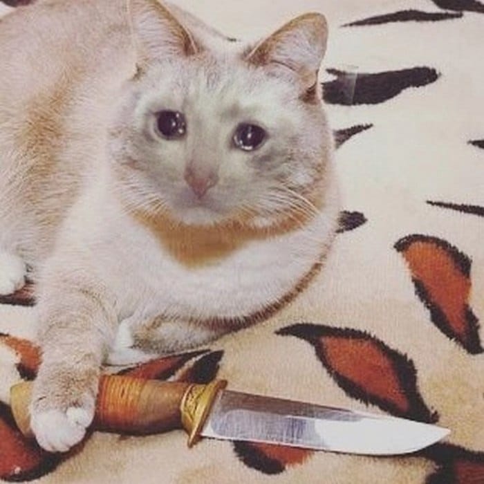 Hình ảnh con mèo cầm dao mới nhất