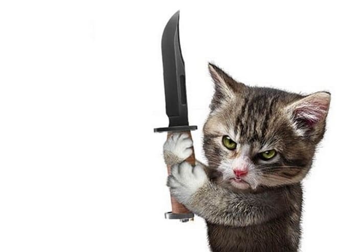 Hình ảnh con mèo cầm dao