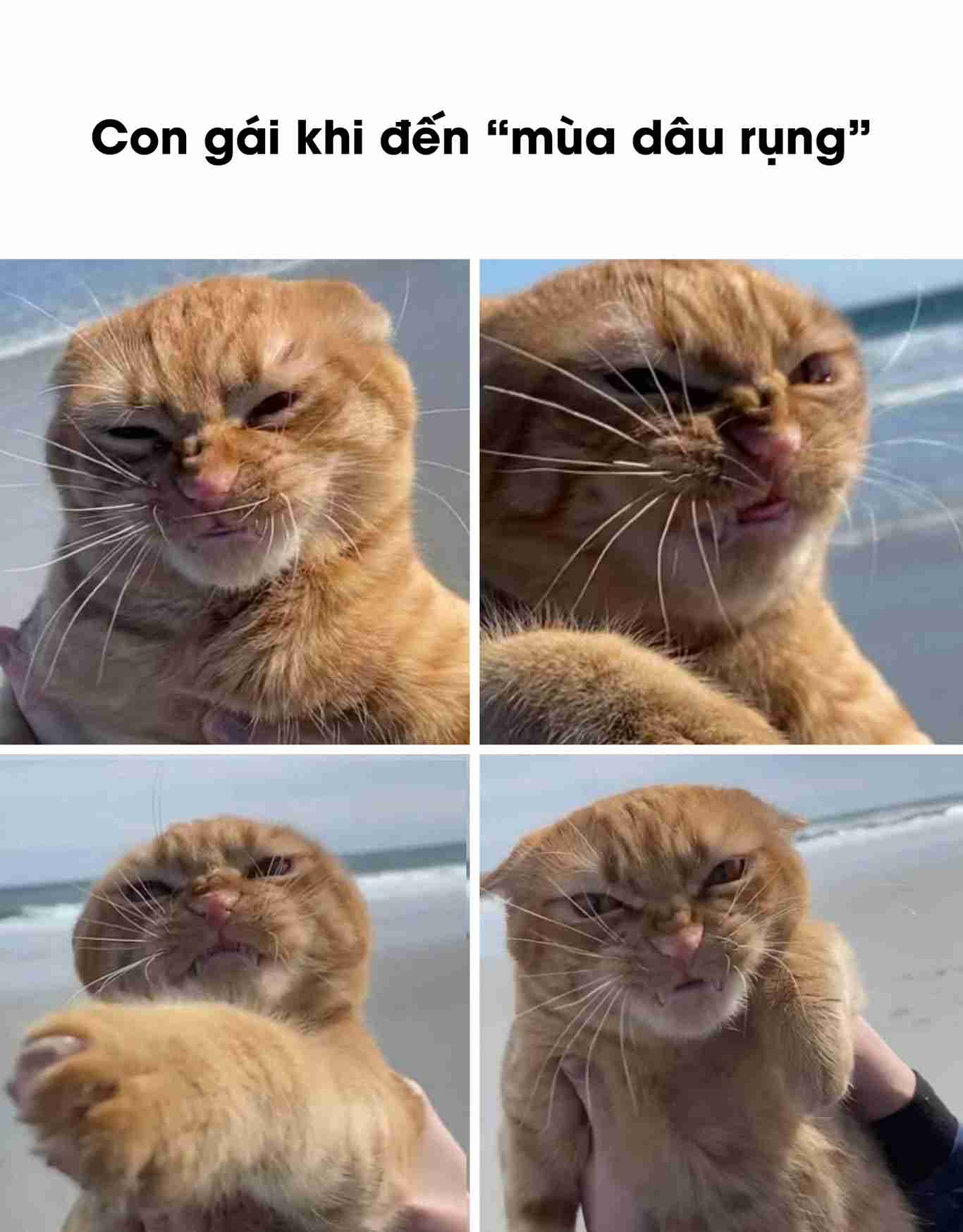 Hình ảnh meme ảnh mèo bựa cute hài hước