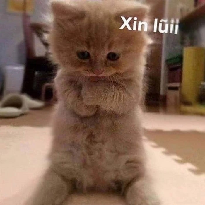 Hình ảnh meme mèo cute xin lỗi dễ thương