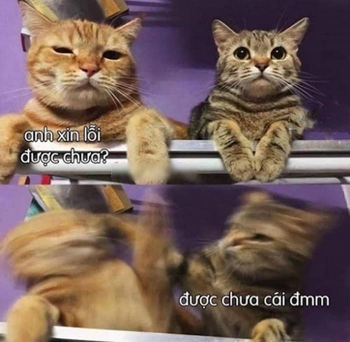 Hình ảnh meme mèo xin lỗi người yêu hài hước