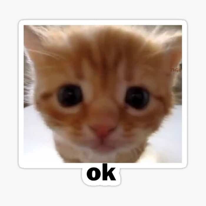 Hình ảnh mèo OK biểu cảm bựa
