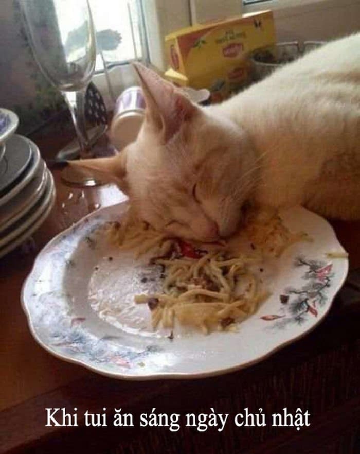 Hình ảnh mèo ăn mì vui nhộn