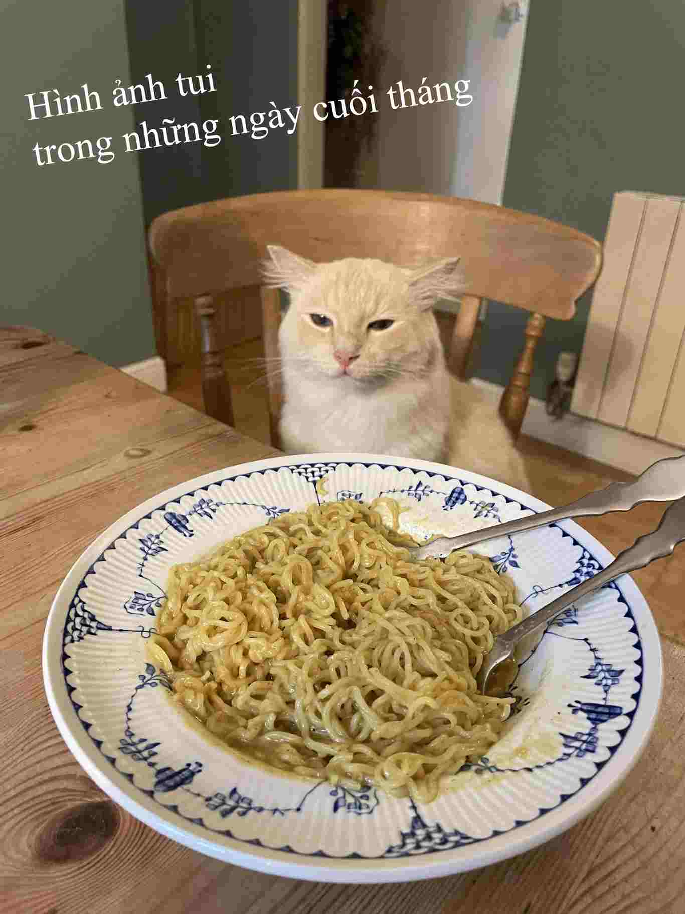 Hình ảnh mèo ăn mì