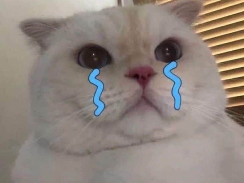 Hình ảnh mèo buồn dễ thương khóc