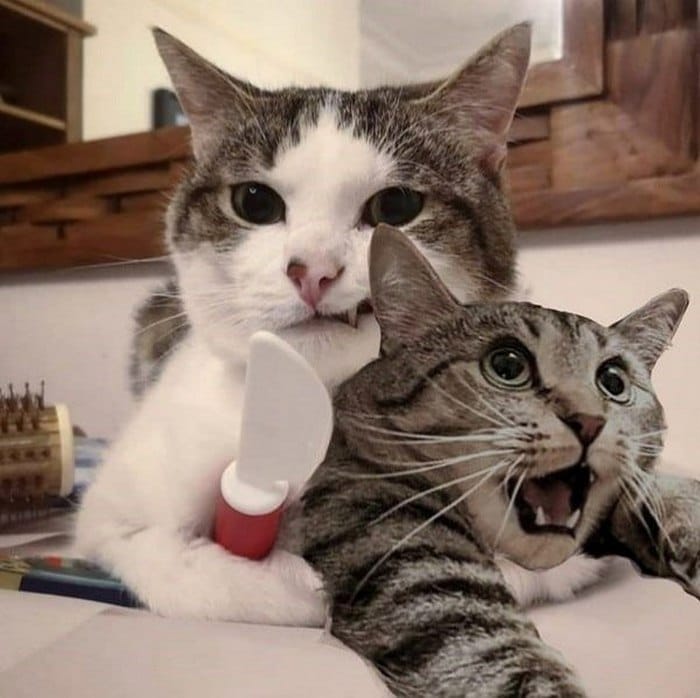 Hình ảnh mèo cầm dao đồ chơi hài hước