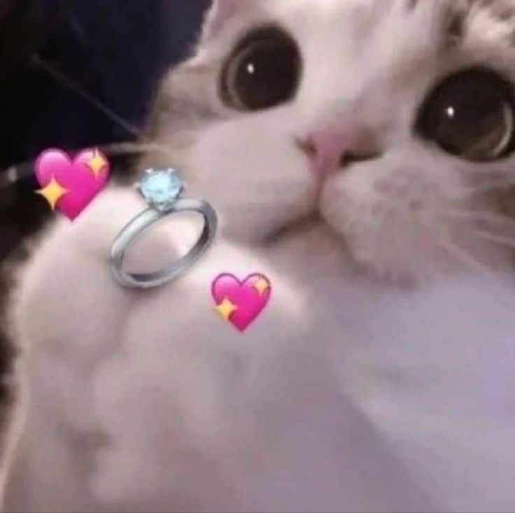 Hình ảnh mèo cầm nhẫn cute