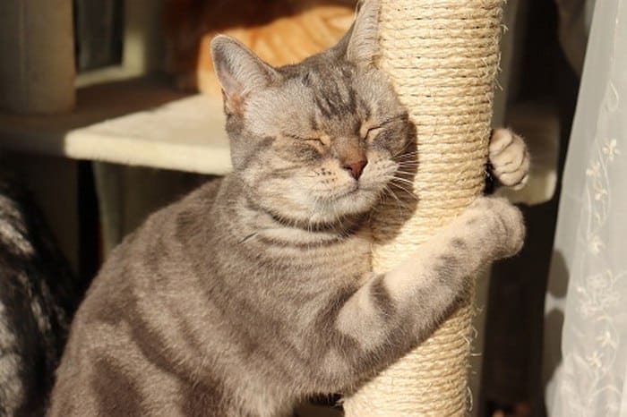 Hình ảnh mèo ôm cột