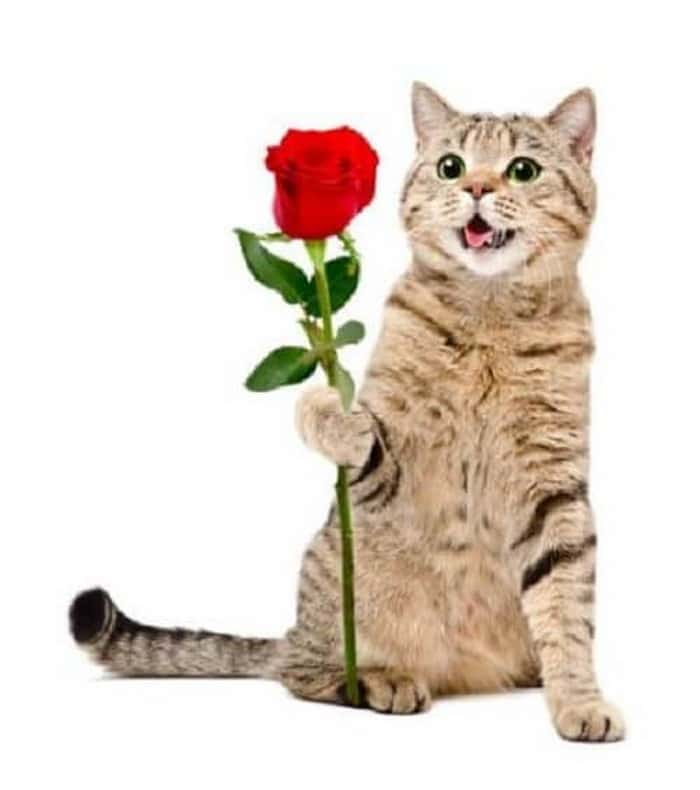 Hình ảnh mèo tặng hoa đáng yêu nhất