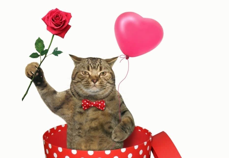 Hình ảnh mèo tặng hoa và bóng bay đáng yêu