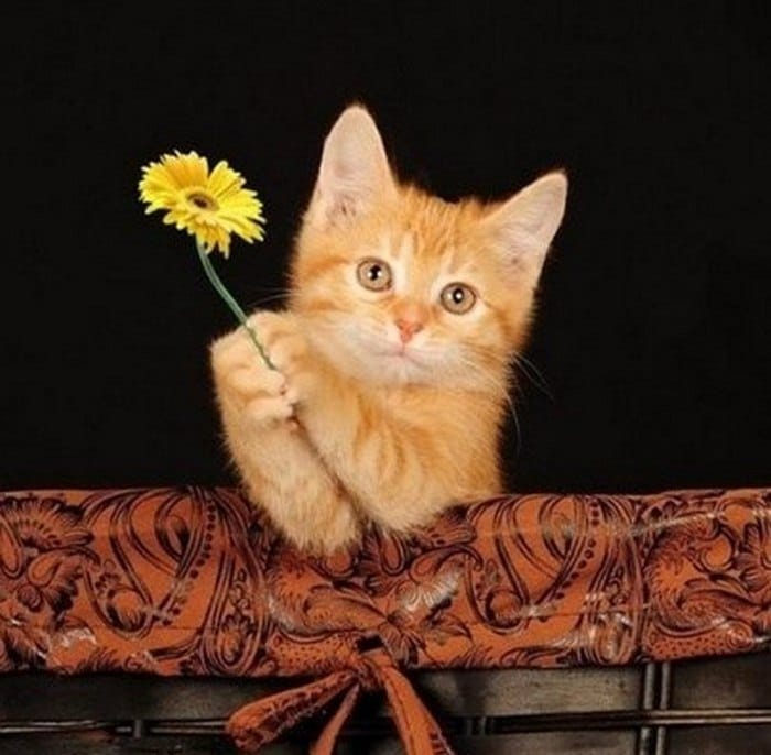Hình ảnh mèo vàng tặng hoa đáng yêu