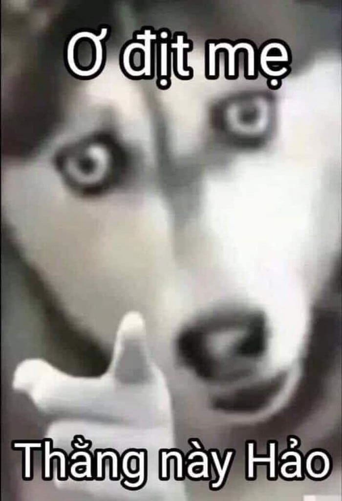 Hình meme hài chó biểu cảm bựa