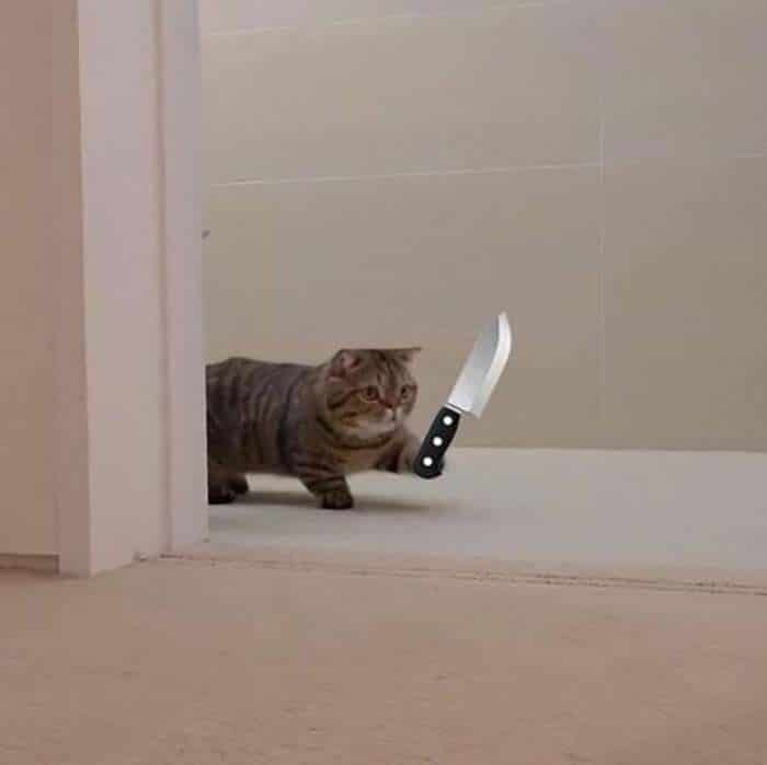 Hình meme mèo cầm dao chế vui