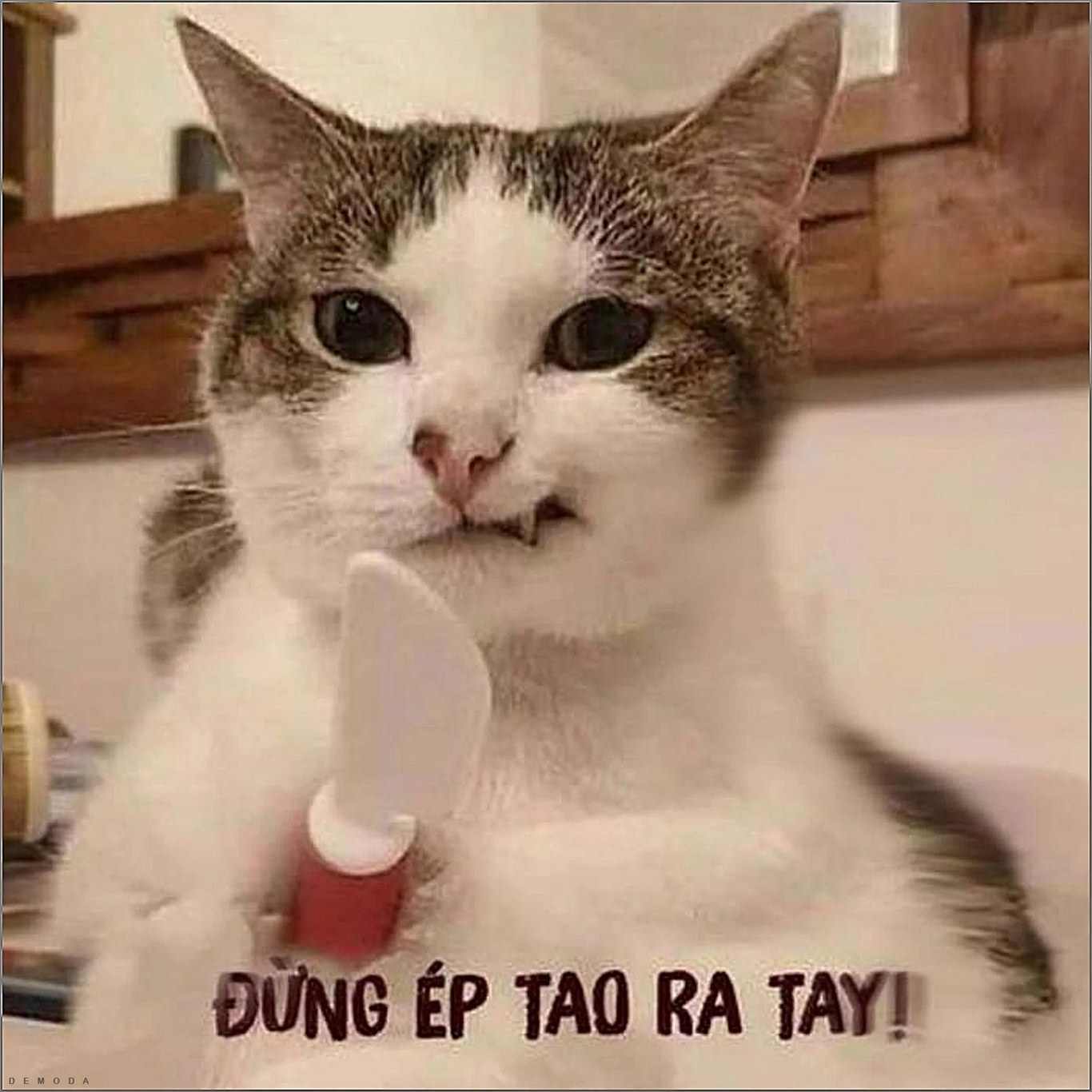 Hình meme mèo cầm dao hài hước