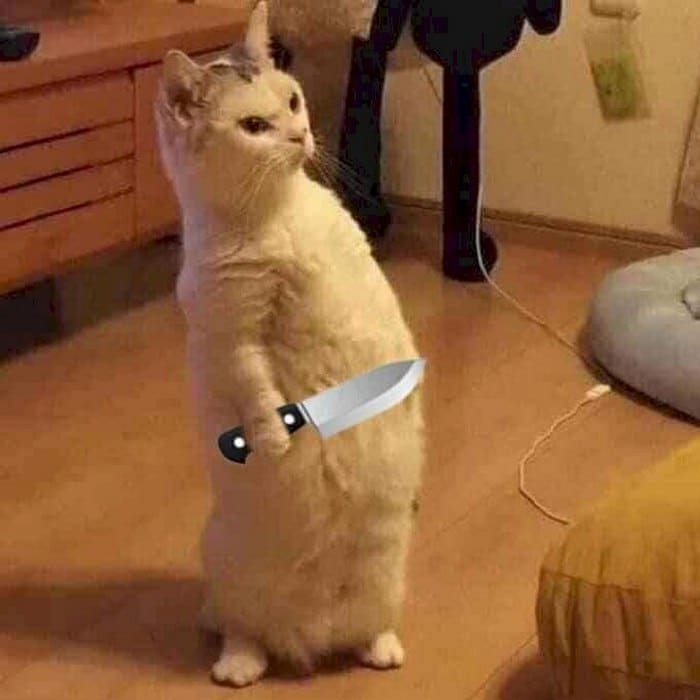 Hình meme mèo cầm dao ngầu