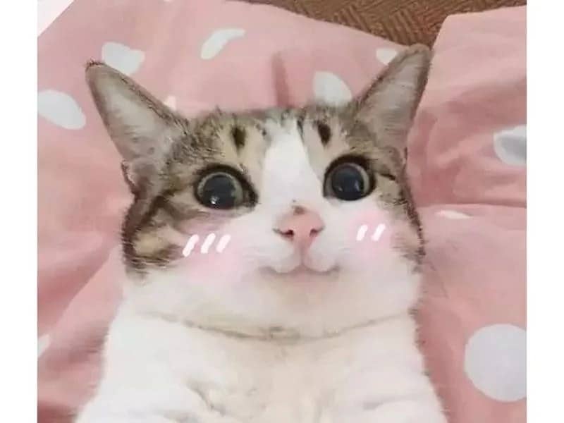 Hình meme mèo cười dễ thương