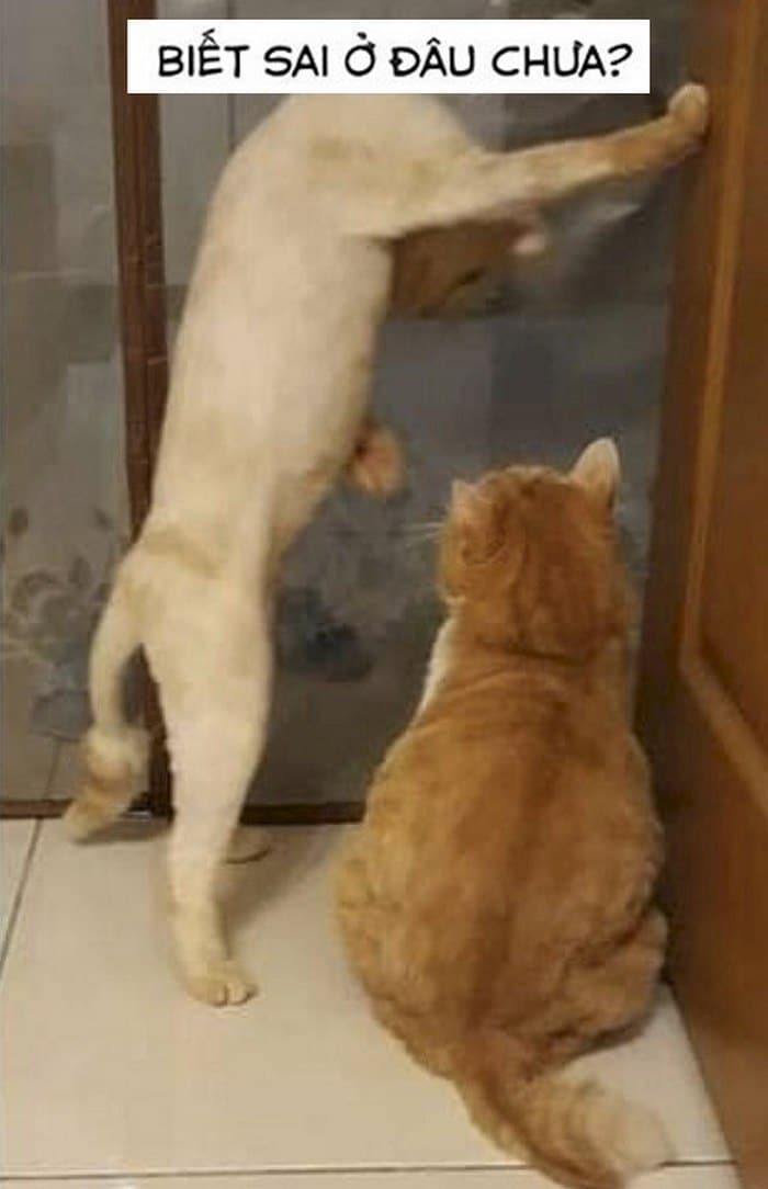 Hình mèo đánh nhau bá đạo chế vui