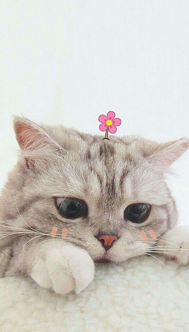 Hình nền điện thoại mèo meme cute dễ thương nhất