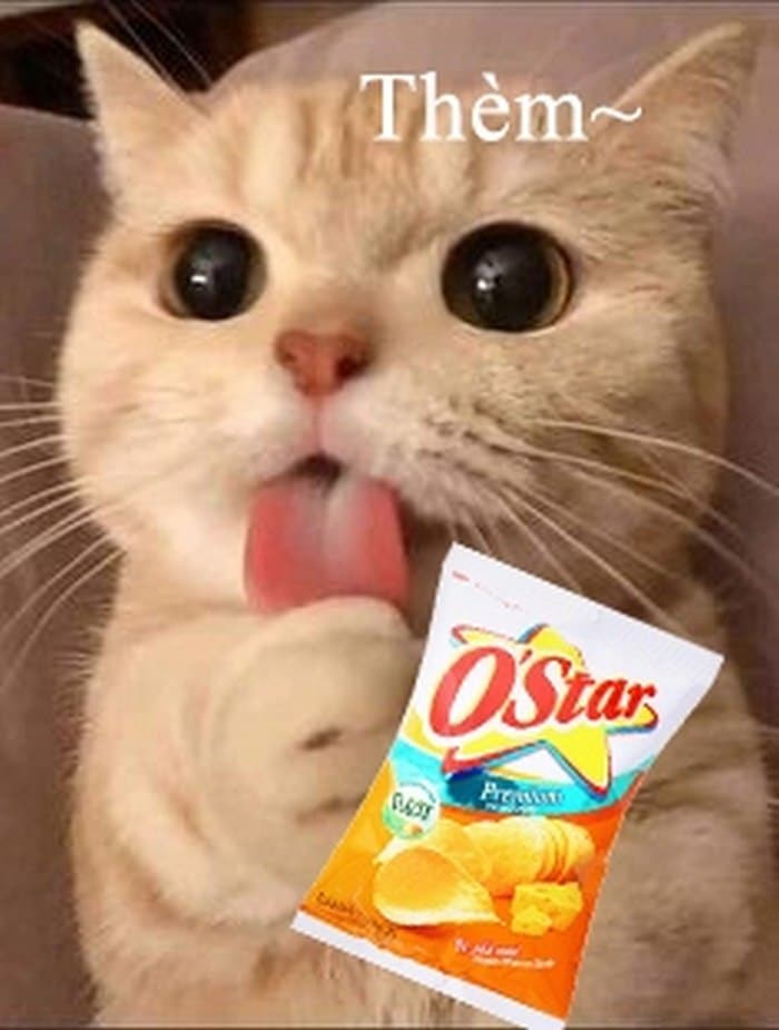 Những ảnh mèo ăn bim bim cute