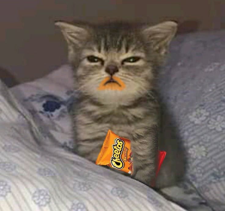 Những ảnh mèo ăn bim bim đáng yêu nhất