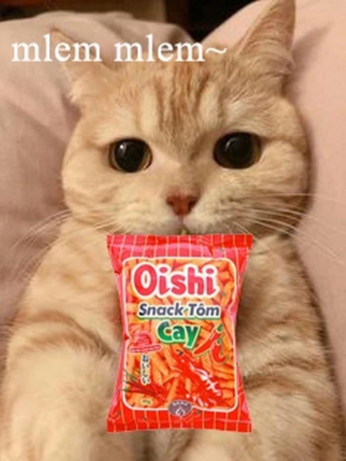Những ảnh mèo ăn bim bim dễ thương