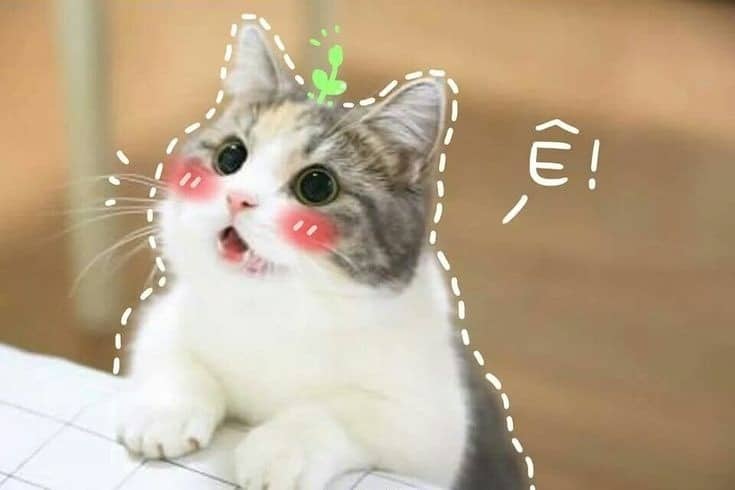 Những hình ảnh chế mèo ngại hài hước cute nhất