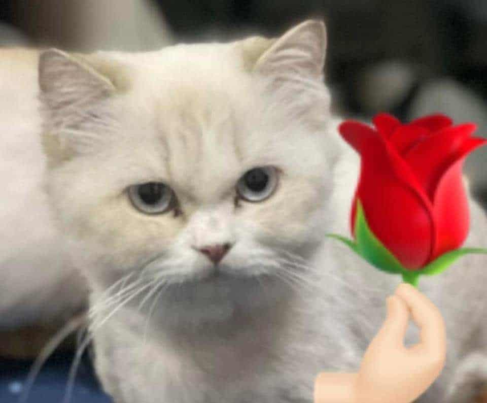 Những hình ảnh con mèo tặng hoa dễ thương mới nhất