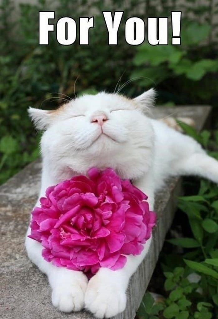 Những hình ảnh con mèo tặng hoa dễ thương