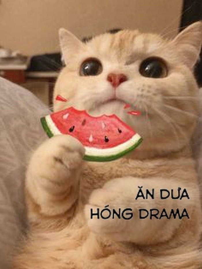 Những hình ảnh meme mèo ăn chế hài nhất