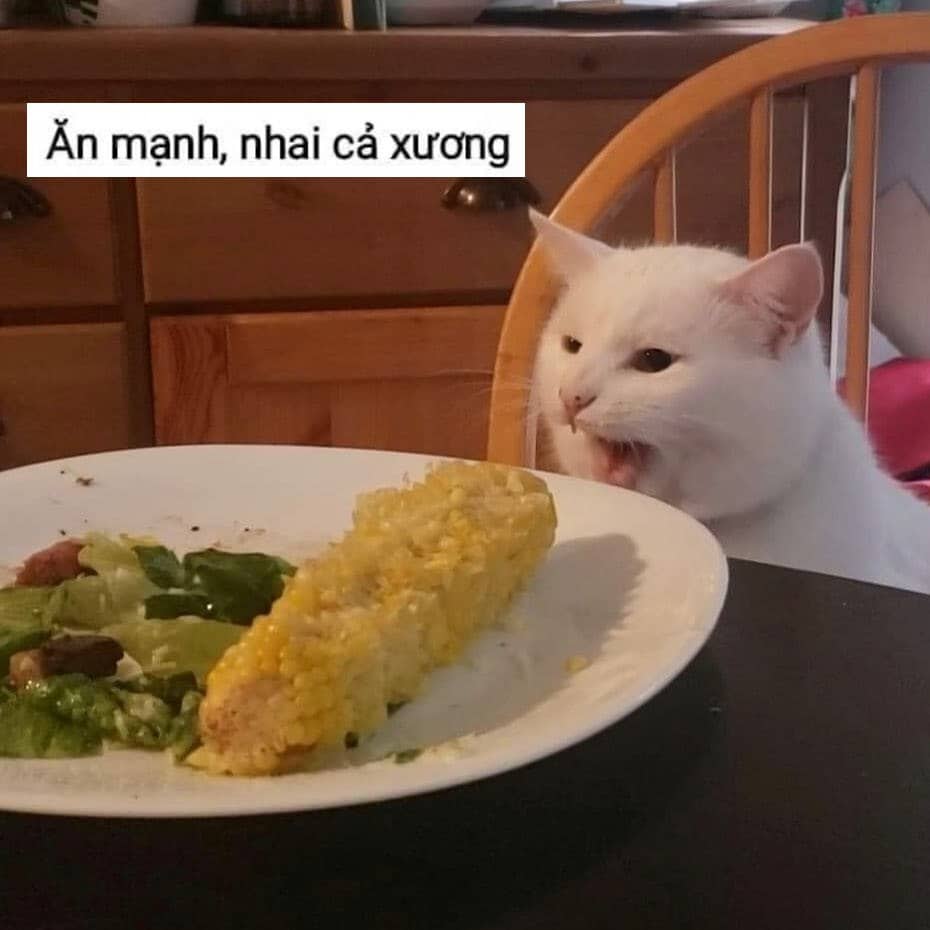 Những hình ảnh meme mèo ăn hài hước cười xỉu