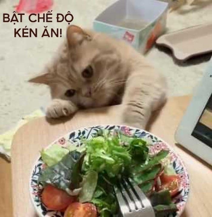 Những hình ảnh meme mèo ăn hài hước nhất