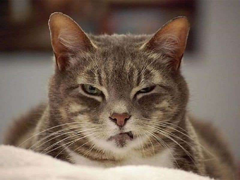 Những hình ảnh meme mèo cười đểu bá đạo