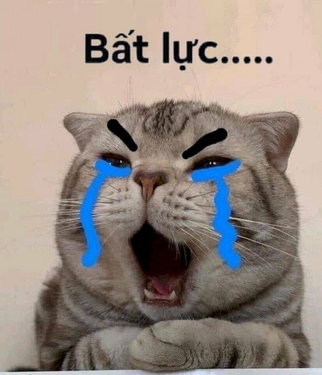 Những hình ảnh mèo bất lực dễ thương khóc
