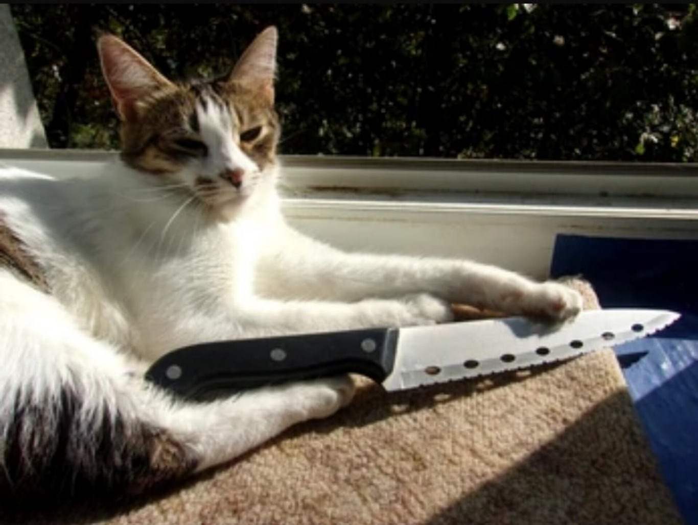 Những hình ảnh mèo cầm dao ngầu lòi