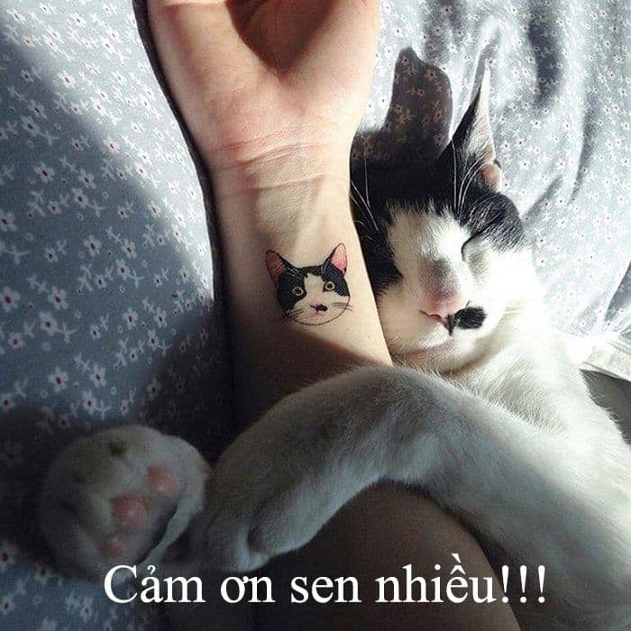 Những hình ảnh mèo cảm ơn hài hước nhất