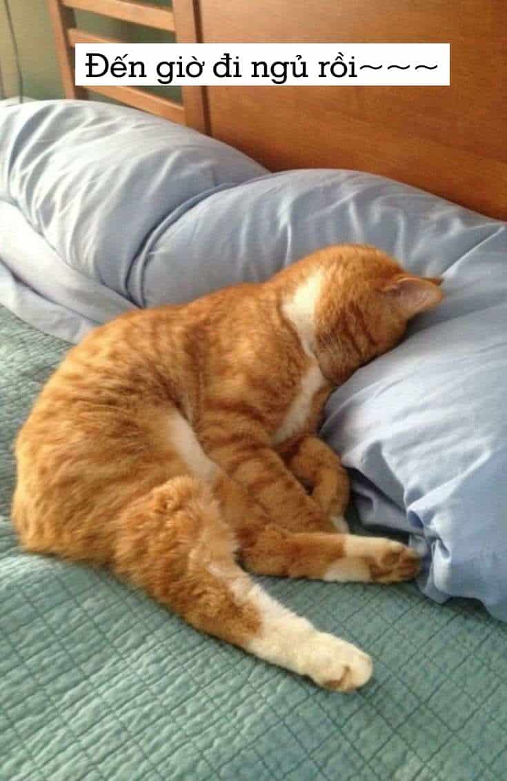 Những hình ảnh mèo con ngủ ngon đáng yêu