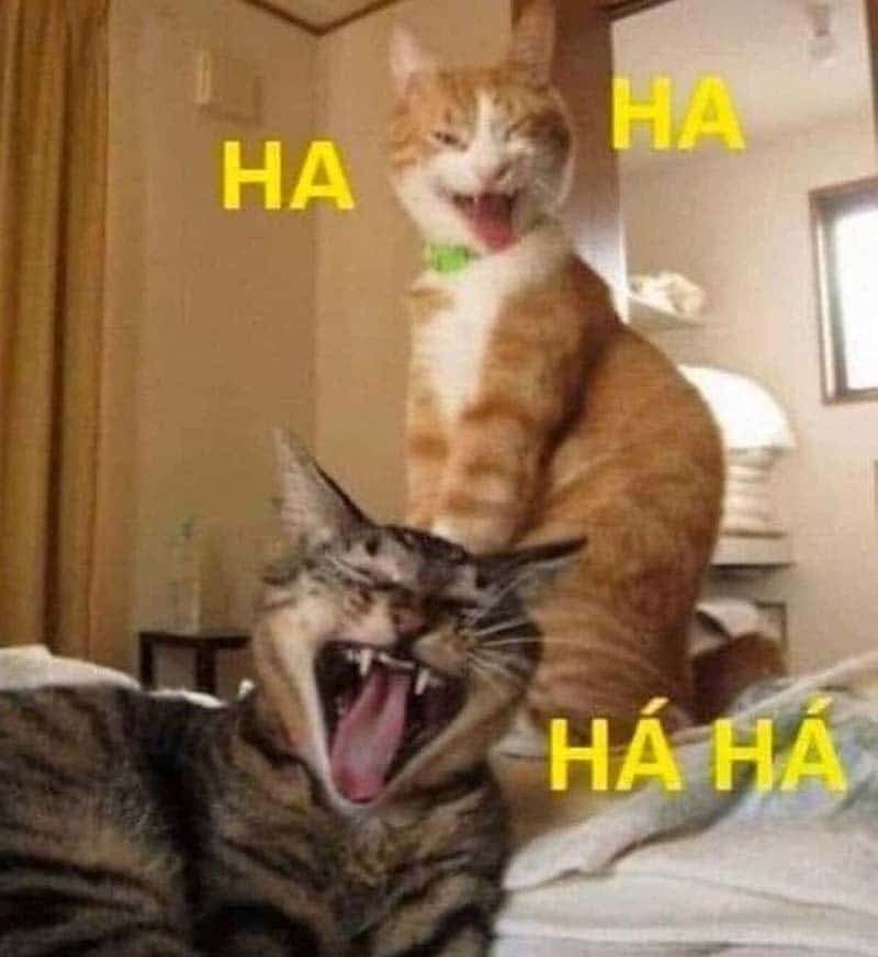 Những hình ảnh mèo cười haha cười xỉu