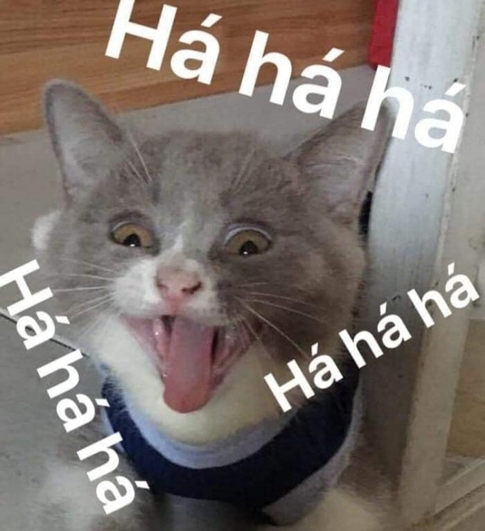 Những hình ảnh mèo cười haha