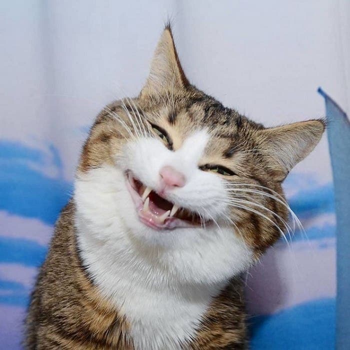 Những hình ảnh mèo cười hệ hệ cười xỉu