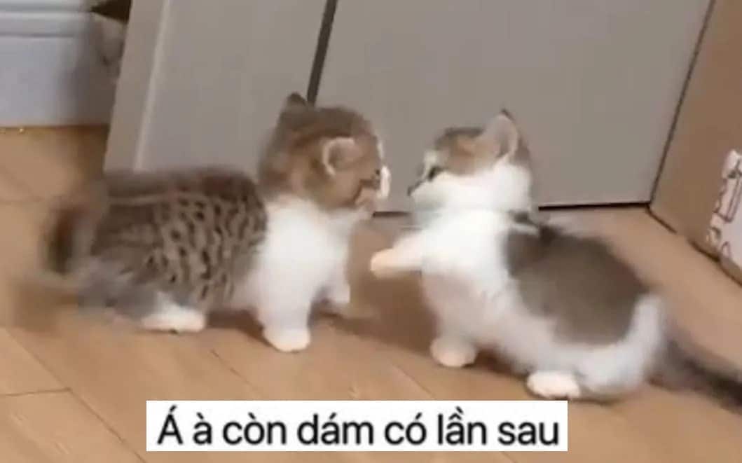 Những hình ảnh mèo đánh nhau cute