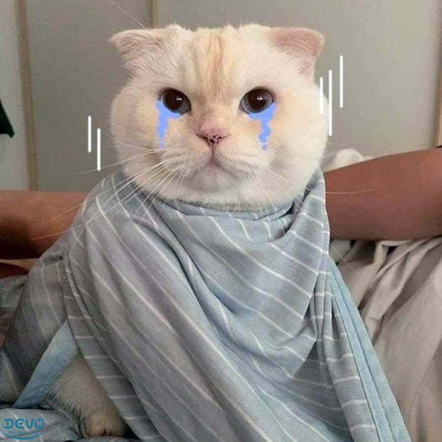 Những hình ảnh mèo khóc cute dễ thương