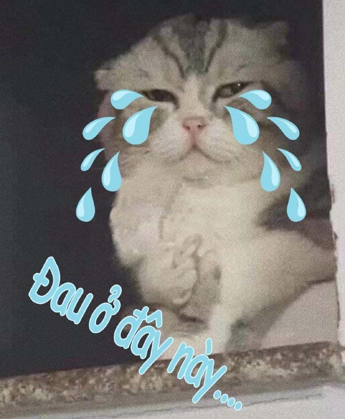 Những hình ảnh mèo khóc cute hài hước