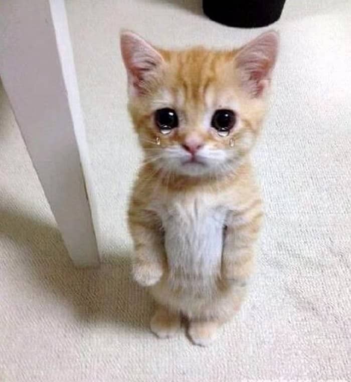 Những hình ảnh mèo khóc cute nhất