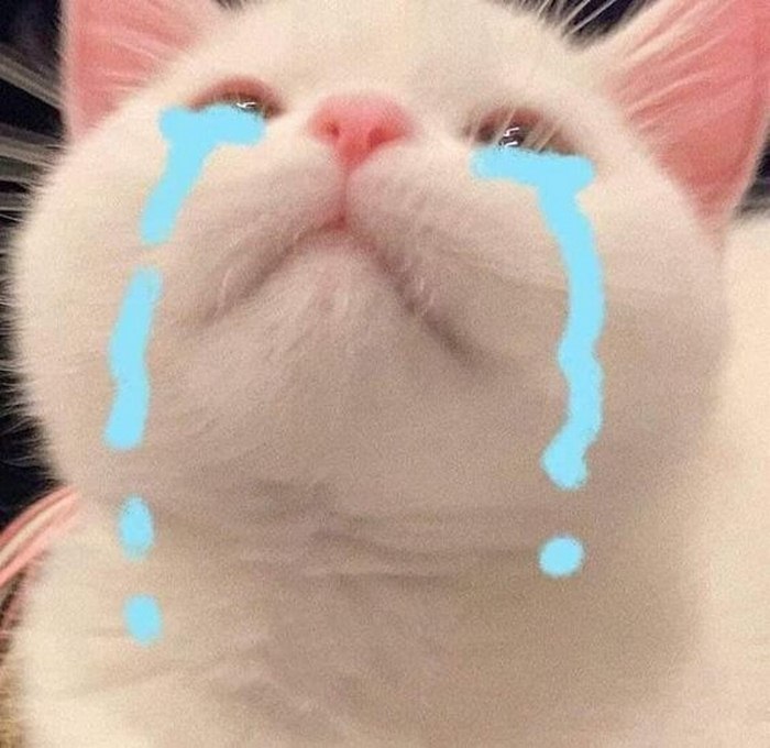 Những hình ảnh mèo khóc cute tội nghiệp nhất