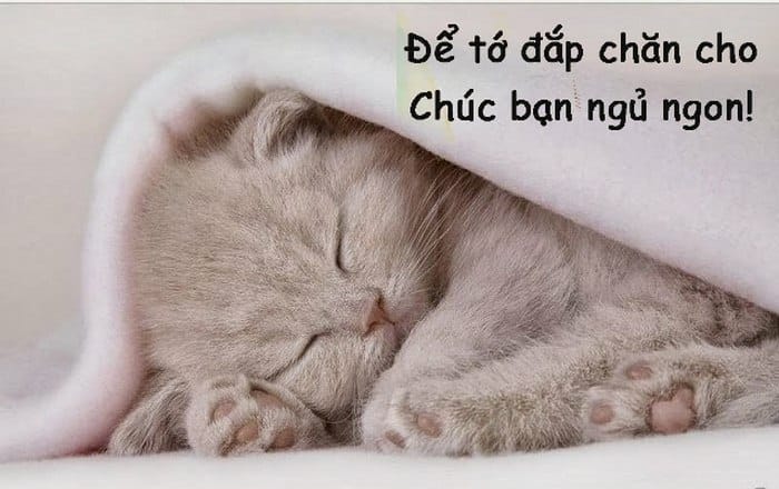Những hình ảnh mèo ngủ ngon đáng yêu cute