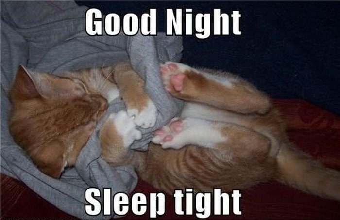 Những hình ảnh mèo ngủ ngon đáng yêu mới nhất