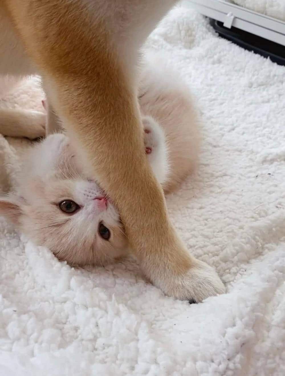 Những hình ảnh mèo ôm chân hài hước